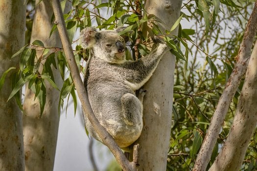 image of Save Prairie's Koalas - Stop the Prairie wind farm in North Qld!