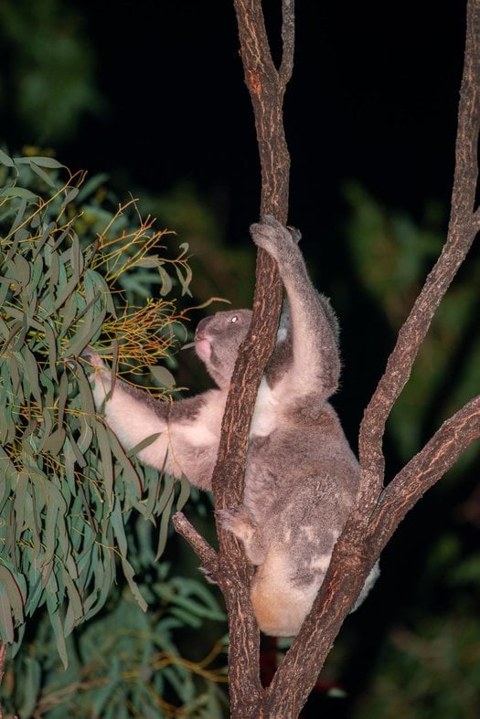 image of Dear Minister Plibersek, please STOP the Lotus Creek wind development